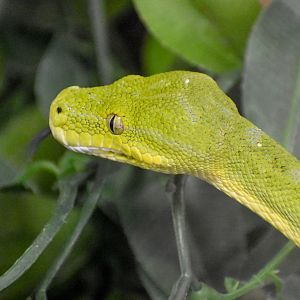 Green Tree Python