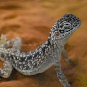 Central Netted Dragon