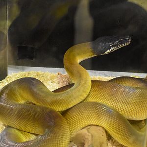 White-lipped Python