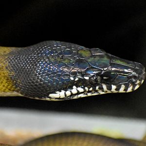 White-lipped Python
