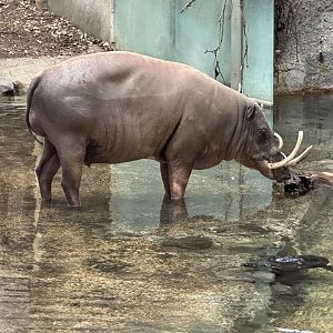 Bucky the Babirusa