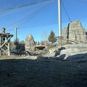Jita and Pemba the Snow Leopards