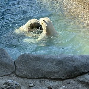 Hudson (R) and Juno (L)