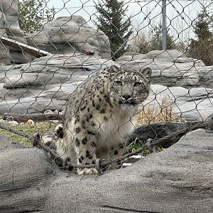 Jita the Snow Leopard.