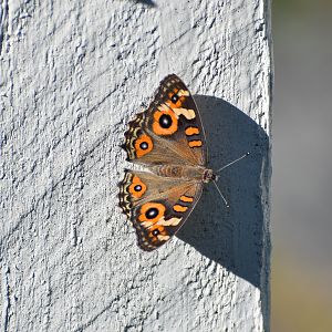 Meadow Argus
