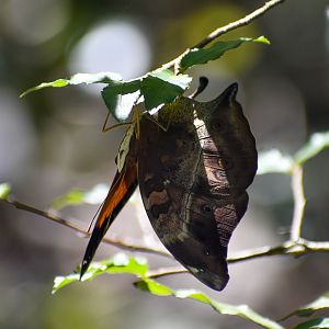 Australian Leafwing
