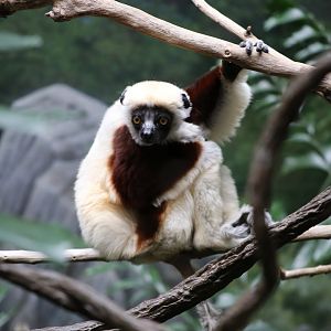 Coquerel's Sifaka (Propithecus coquereli)