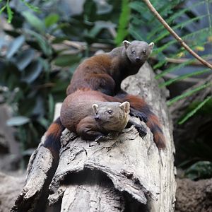 Ring-tailed Vontsira Pair (Galidia elegans)