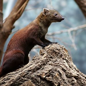 Ring-tailed Vontsira (Galidia elegans)