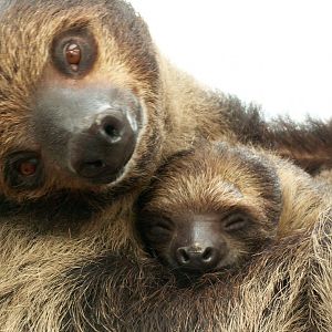 Two-toed sloth - March 2014