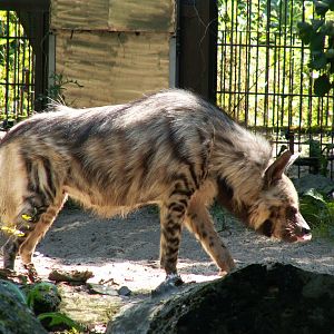 Striped hyena - July 2014