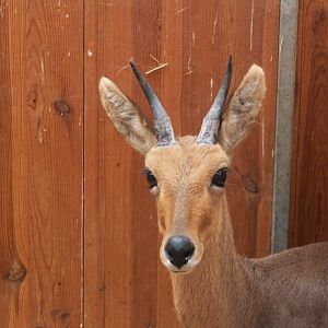 Mountain reedbuck - August 2013