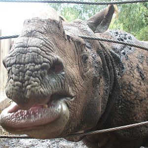 Indian rhino - August 2013