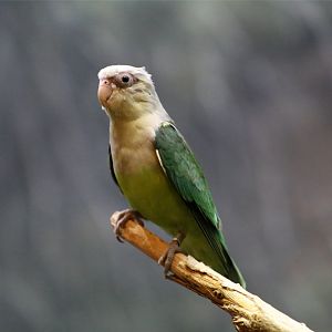 Grey-headed Lovebird (Agapornis canus)