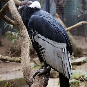 Andean Condor