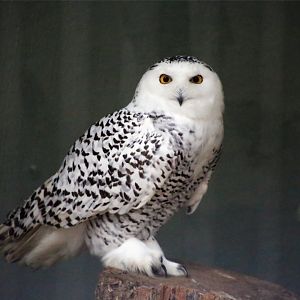 Snowy Owl