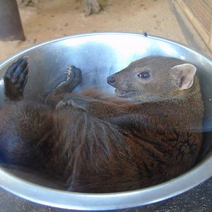 Ring-tailed vontsira - August 2018