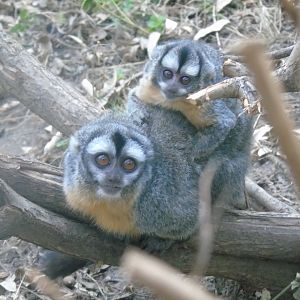 Southern Bolivian Night monkey - August 2018