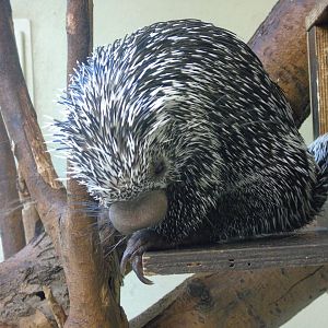 Prehensile-tailed porcupine - August 2018