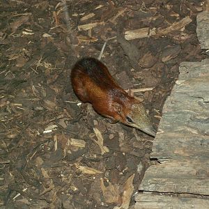 Chequered sengi - November 2010
