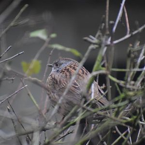 Dunnock - October 2023