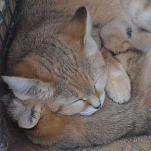 Sand cat - October 2023