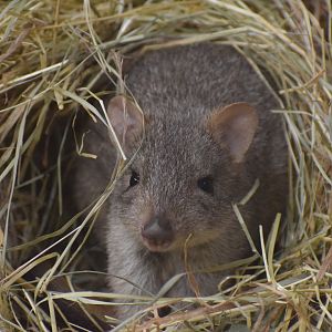 Western woylie - October 2023