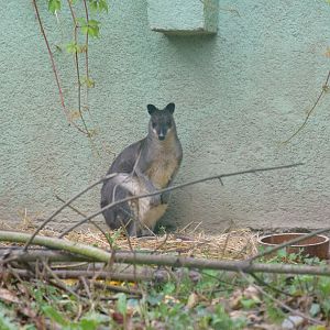 Brown dorcopsis - October 2020