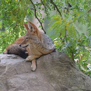 Black-backed jackal - October 2020