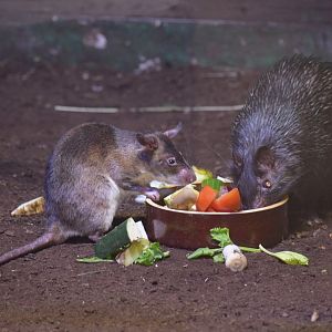 Emin's pouched rat - October 2020