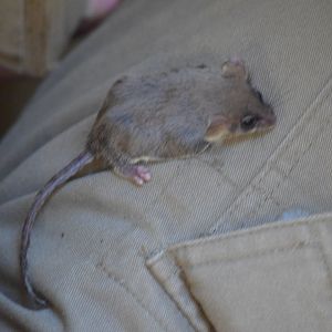 Feathertail glider - October 2020