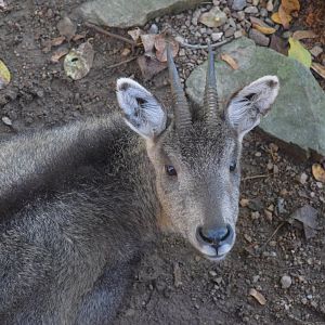 Central Chinese goral - October 2020
