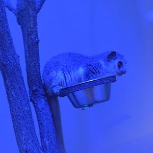 Fat-tailed dwarf lemur - October 2020