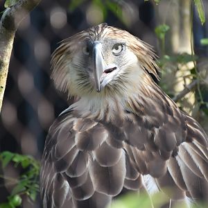 Philippine Eagle (Pithecophaga jefferyi)