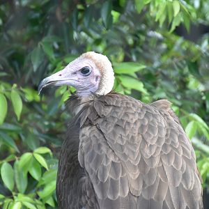 Hooded Vulture (Necrosyrtes monachus)