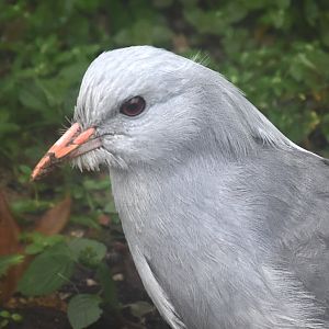 Kagu (Rhynochetos jubatus)