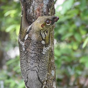 Sunda Colugo (Galeopterus variegatus)