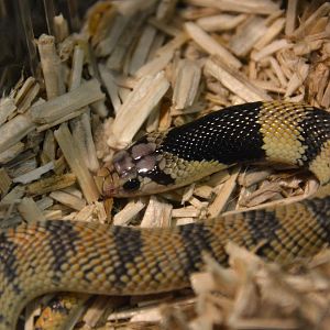 Western coral snake (Aspidelaps lubricus cowlesi)