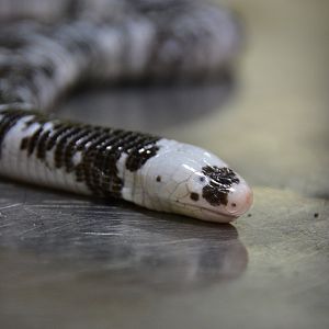 Black-and-white worm lizard (Amphisbaena fuliginosa)