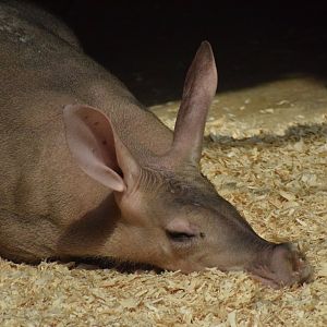 Aardvark - July 2022