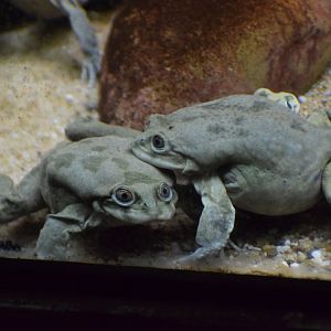 Lake Titicaca frog - July 2022