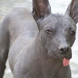 Mexican Hairless Dog (Canis familiaris)