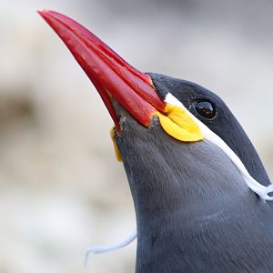 Inca Tern (Larosterna inca)