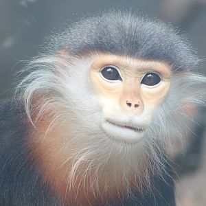 Grey-shanked Douc Langur (Pygathrix cinerea)