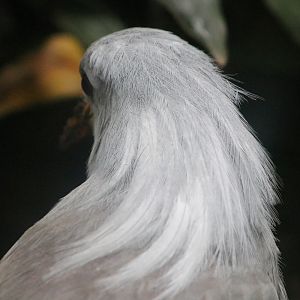 Kagu (Rhynochetos jubatus)