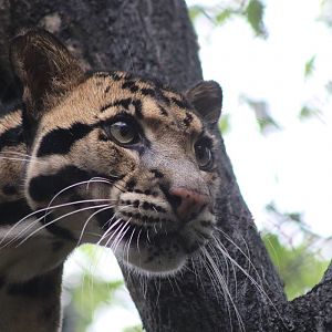 Clouded Leopard (Neofelis nebulosa)