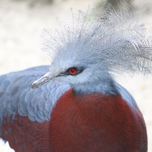 Sclater's Crowned-pigeon (Goura sclaterii)