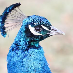 Indian Peafowl (Pavo cristatus)