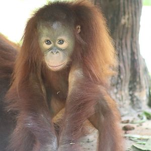 Bornean Orangutan (Pongo pygmaeus)