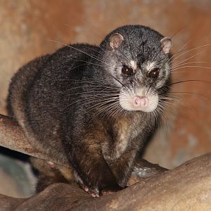 Otter Civet (Cynogale bennettii)